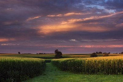 The corn field