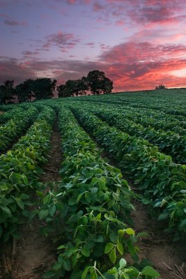 Bean field