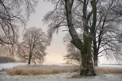 Winter wonderland