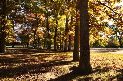 Autumn oak park