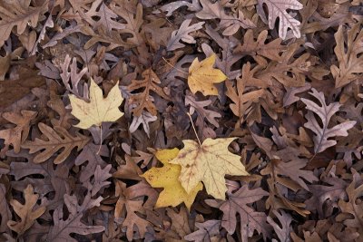 Fallen leaves