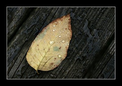 Fallen leaf