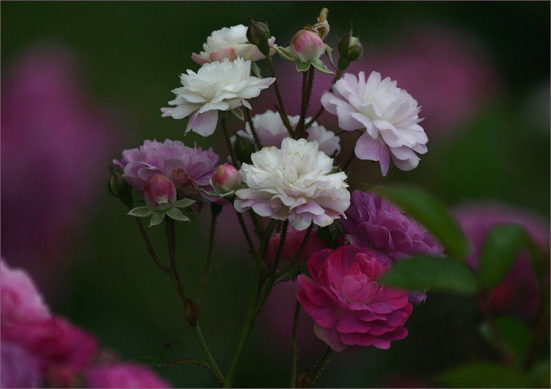 At The Edge of Petals