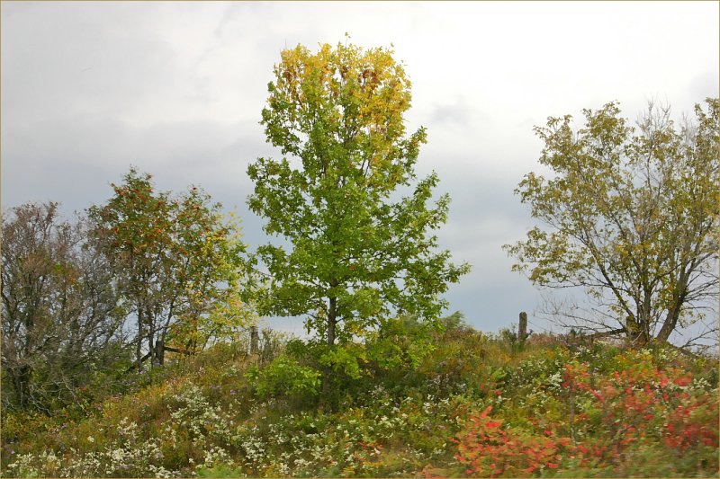 Autumn Hill