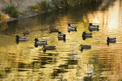 Ducks On Golden Pond