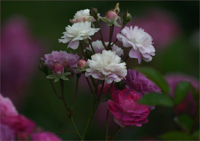 At The Edge of Petals
