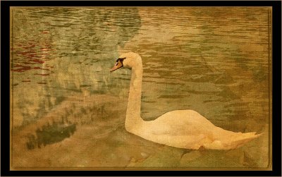 Swan In A Tapestry
