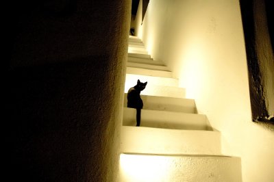 The Cats of Santorini at night