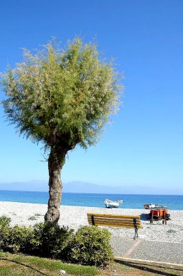 Kiato - Tree on the beach