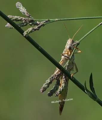 grasshopper 0178 7-26-08.jpg