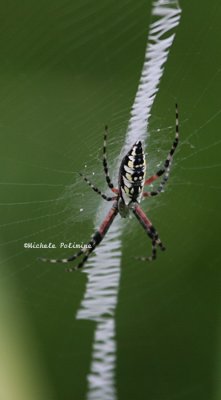 garden spider 0235 7-25-08.jpg