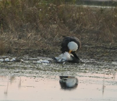 eagle with snow goose 1425 11-28-08.jpg