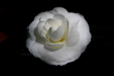 10-23-09 camellia japonica Purity 6645.jpg