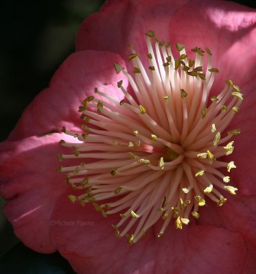10-23-09 camellia japonica Hino Maru 6659.jpg