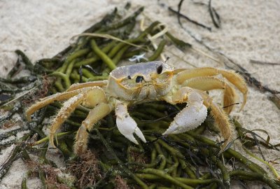 10-25-09 ghost crab 7571.jpg