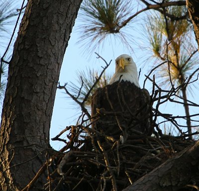 10-30-09 late day eagle 7781.jpg