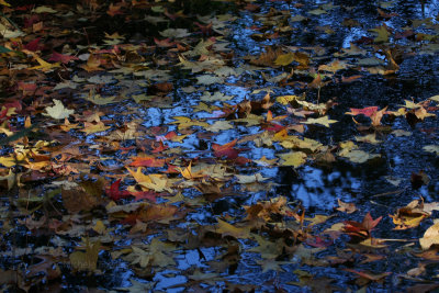10-31-09 leaves on water NBG 7901.jpg
