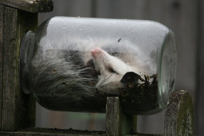 10-26-09 possum in jar7667.jpg