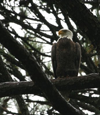 11-1-09 rainy day eagle 8008.jpg