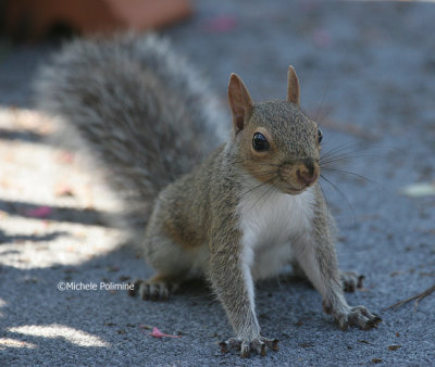 baby squirrel 0037 9-17-06.jpg
