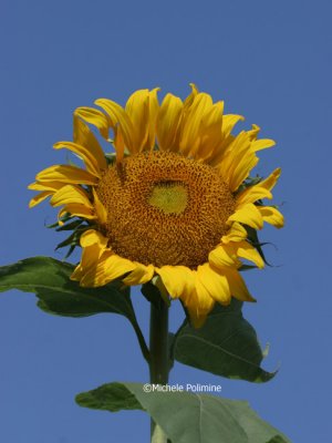 sunflower 0087 8-5-06.jpg