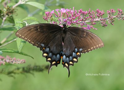 black swallowtail 0068 9-10-06.jpg