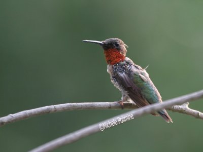 hummingbird molting 0115 8-7-06.jpg