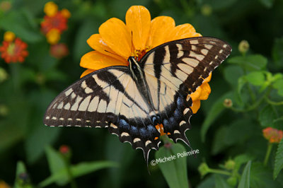 yellow swallowtail 0023 10-7-06.jpg