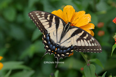 yellow swallowtail 0019 10-7-06.jpg