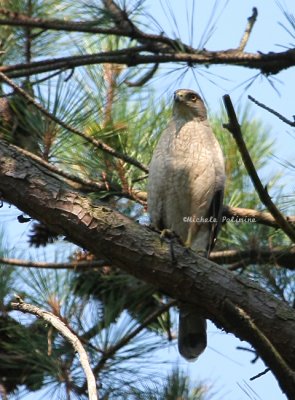 Coopers Hawk 0122 2 6-14-08.jpg