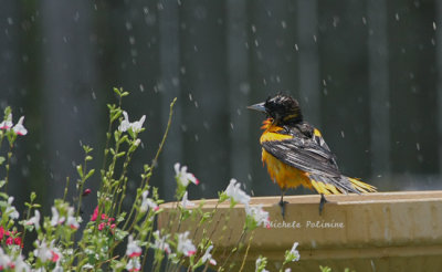 Baltimore oriole 0033 6-8-08.jpg