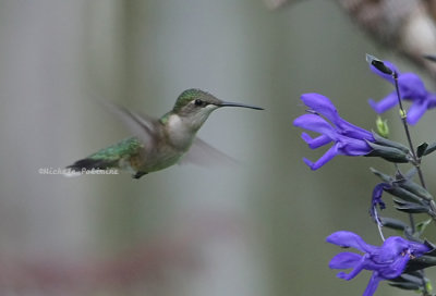 hummingbird ruby throated female 0102 2 6-15-08.jpg