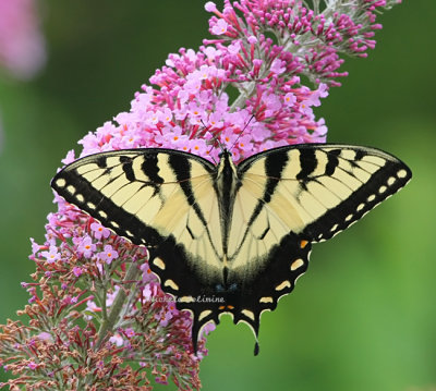 Eastern Yellow Swallowtail 0135 2 6-15-08.jpg