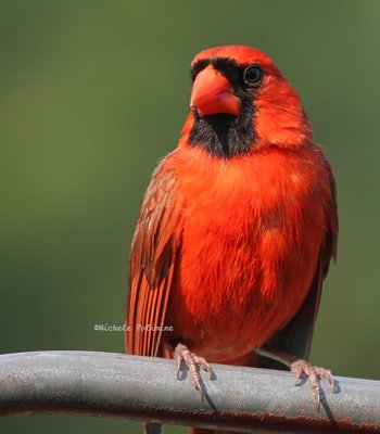 cardinal male 0017 2 6-17-08.jpg