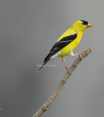 male goldfinch 0036 2 6-17-08.jpg