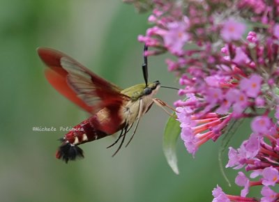 hummingbird moth clearwing 0021 2 6-23-08.jpg