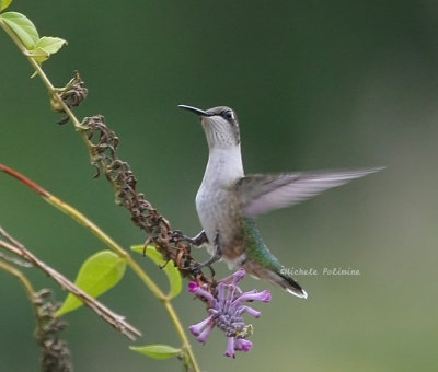 hummingbird 0217 2 7-6-08.jpg