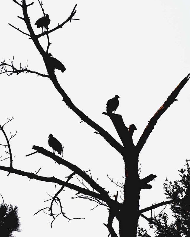 dark vultures.jpg