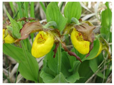 IMG_0743 Saskatchewan Lady Slippers in the Ditch June 19