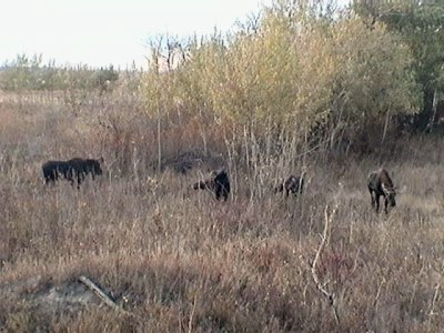 4 moose 4.jpg