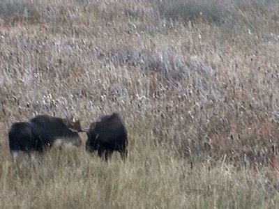 moose fighting.jpg
