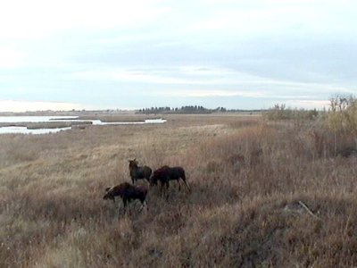 Big Lake Webcam: Moose Family - captured by Elke