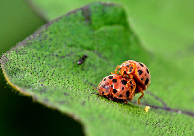 Mating Coleoptera