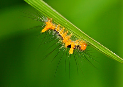 Caterpillar on a rice stalk.