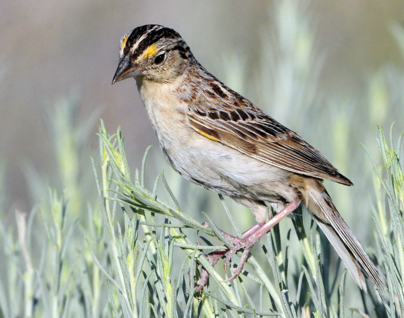 Sparrow, Grasshoipper