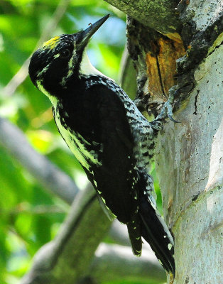 Woodpecker, Three-toed