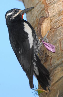 Sapsucker, Williamson's (Kris Purdy's)