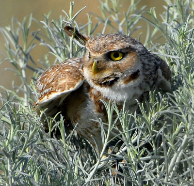 Owl, Burrowing --AIC 6/29/08