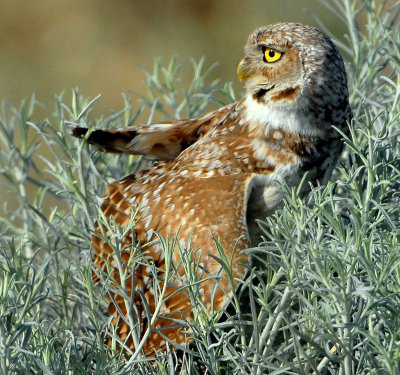 Owl BurrowingS-114.jpg