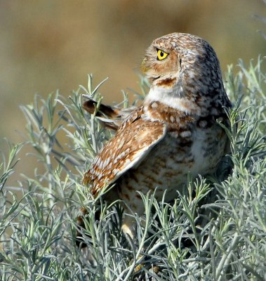 Owl BurrowingS-115.jpg